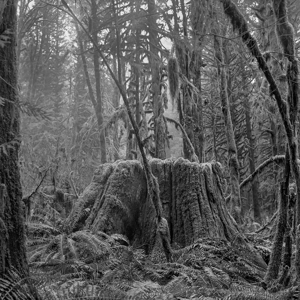 Echoes of Old Growth